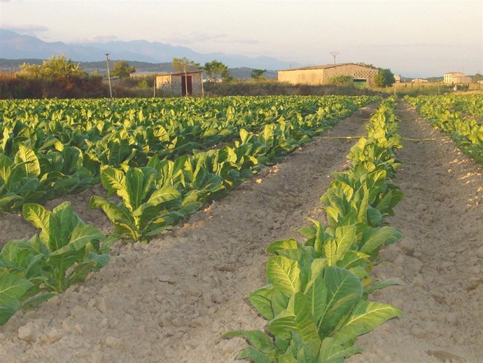 Cultivo de tabaco, Extremadura