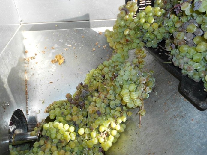 Uvas De Las Fincas De La DOP Vino De Granada