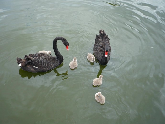 Crías Cisne Negro