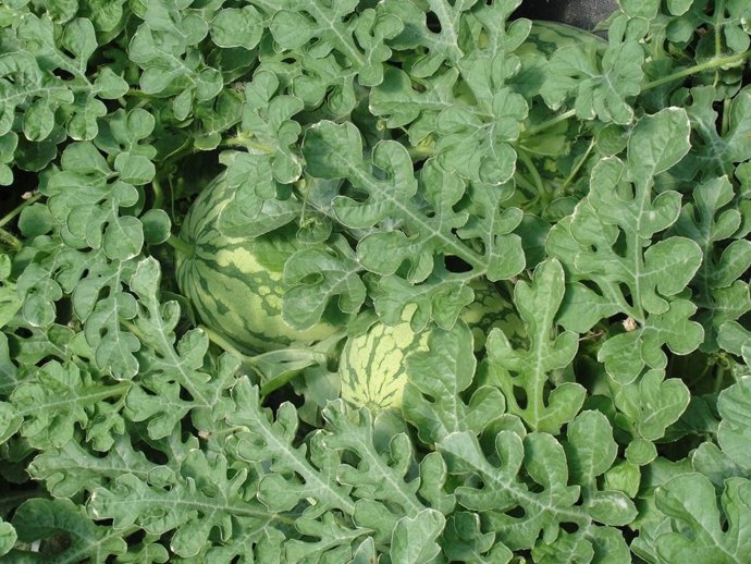 Cultivo De Sandía