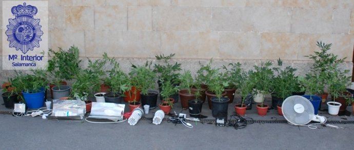 Plantas y efectos incautados en la vivienda