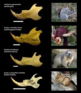 Mandíbulas de ardillas