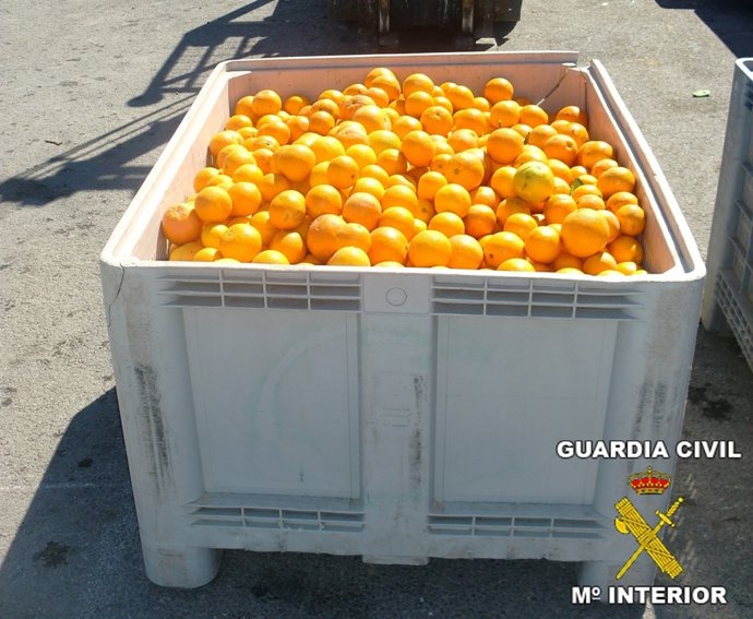 NARANJAS RECUPERADAS EN ALBALAT DE LA RIBERA