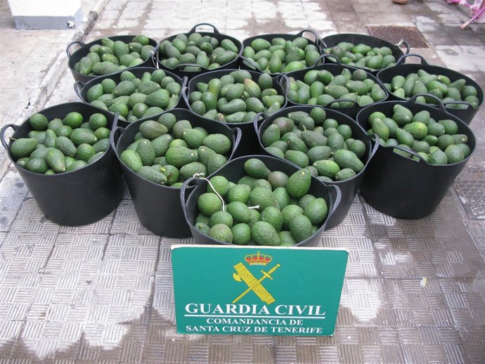 Aguacates requisados por la Guardia Civil