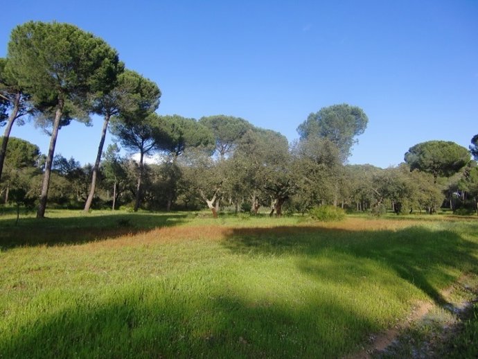 Dehesa mixta en el campo onubense. 