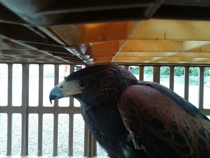 Águila rescatada en Picassent