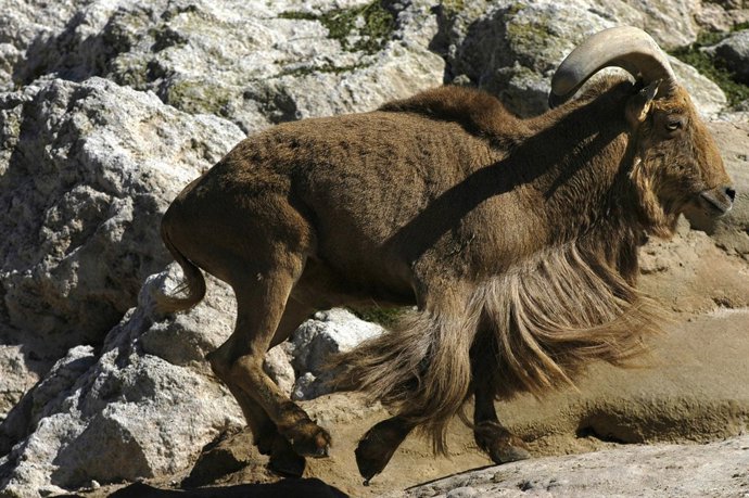 Ejemplar De Arruí Africano, Una Especie Invasora Introducida En La Península