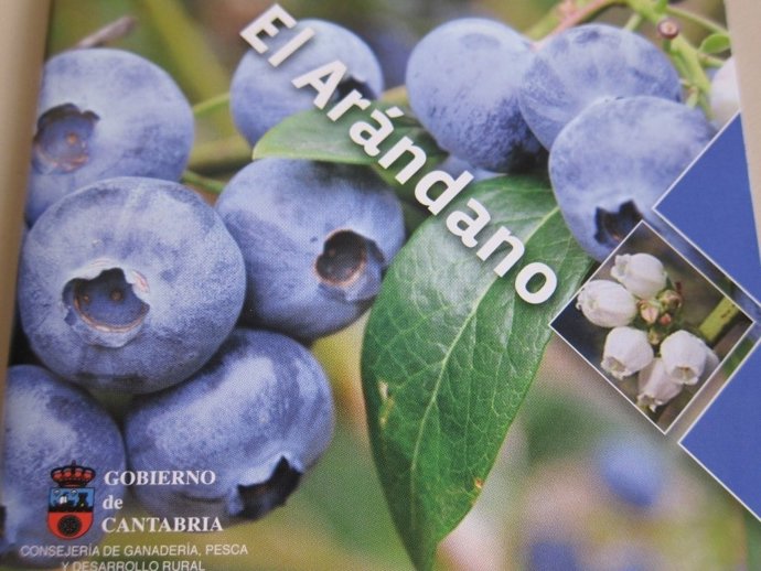 Guía Del Arándano 