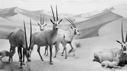 Campaña publicitaria de Banco Sabadell