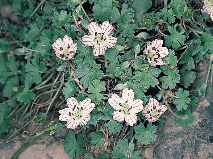 Ejemplares de 'Geranium Cazorlensis'