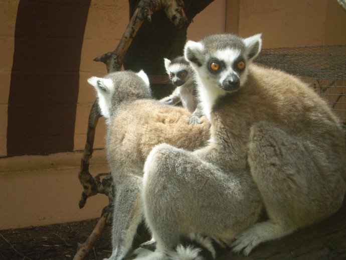  Cría De Lémur En El Zoo De Jerez