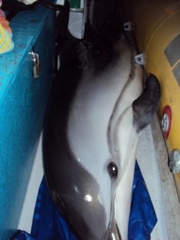 Delfín rescatado
