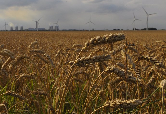 Cereales Con Energía Eólica