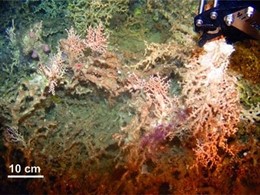 Coral de profundidad en el Golfo de Vizcaya