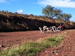 Mushing en tierra