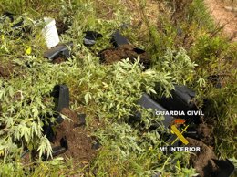 Plantas de marihuana incautadas por la Guardia Civil