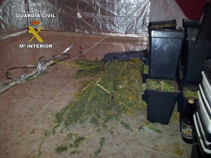 Restos de marihuana espacidos por la estancia donde se cometió el robo