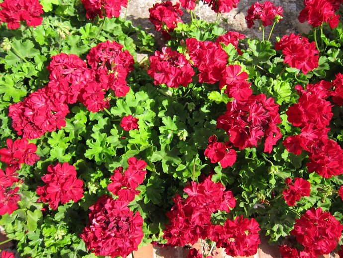 Jardín, Flores, Geranios, Primavera