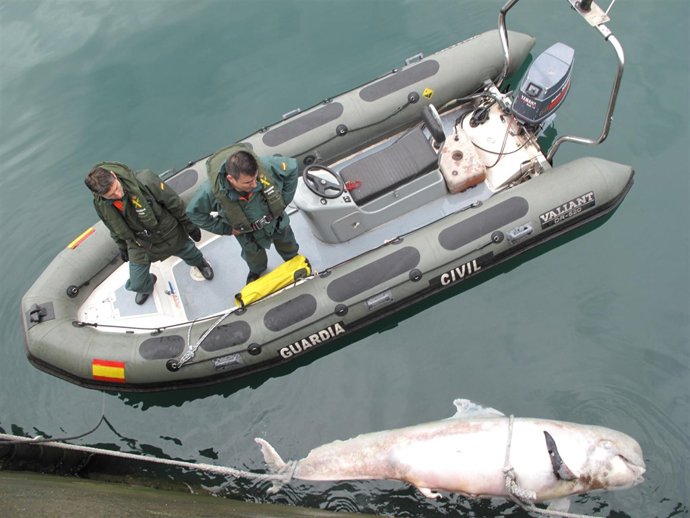 Rescate de un cetáceo sin vida en el puerto de Gijón