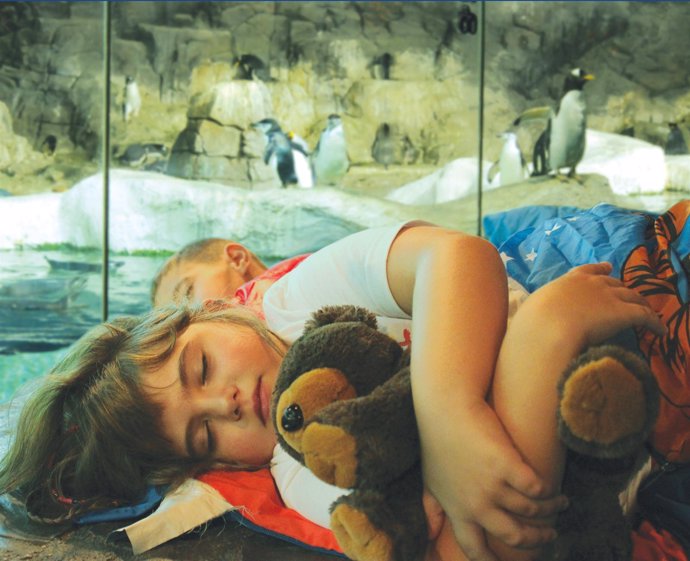 Dormir con pingüinos en Faunia