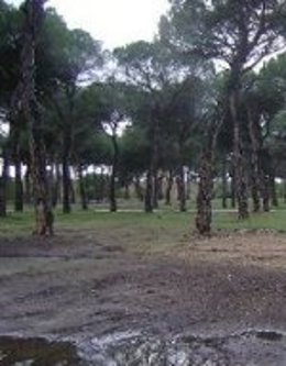 Aspecto del Pinar de Antequera tras la concentración