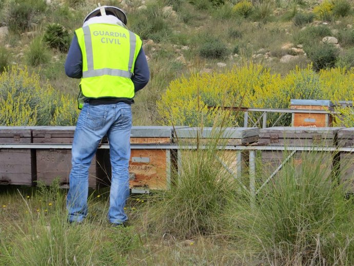 Un agentes examina las colmenas sustraídas