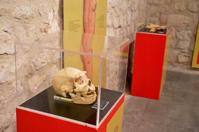 Exposición de Atapuerca en Las Merindades