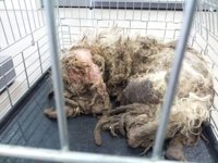 Requisan 19 perros que vivían entre heces y esqueletos de otros perros de una casa de Rianxo (A Coruña)