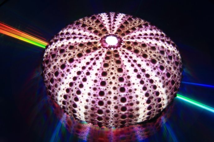 Primer Premio Fotosub LPGC 2012, Arturo Telle