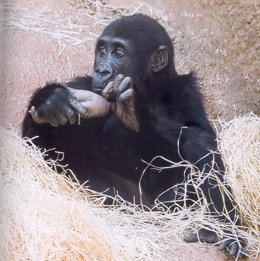 La madre del nuevo bebé gorila, Moja, procedente del zoo de Praga