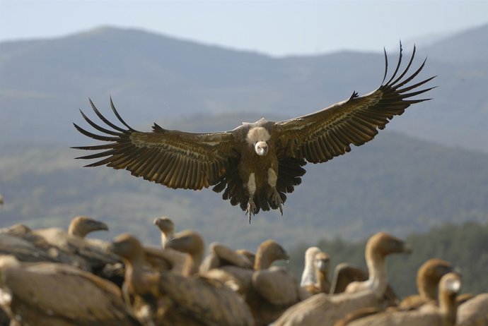Buitre leonado (Gyps fulvus)