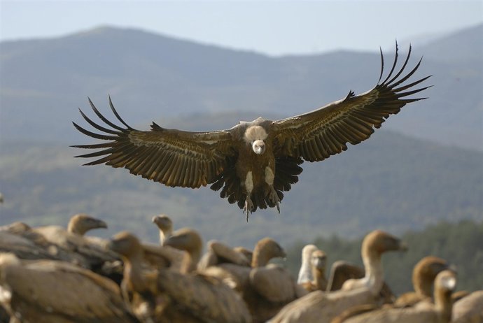 Buitre leonado (Gyps fulvus)