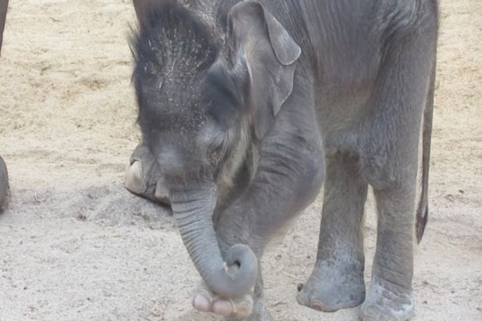El bebé elefante del Zoo de Madrid se llama Buba