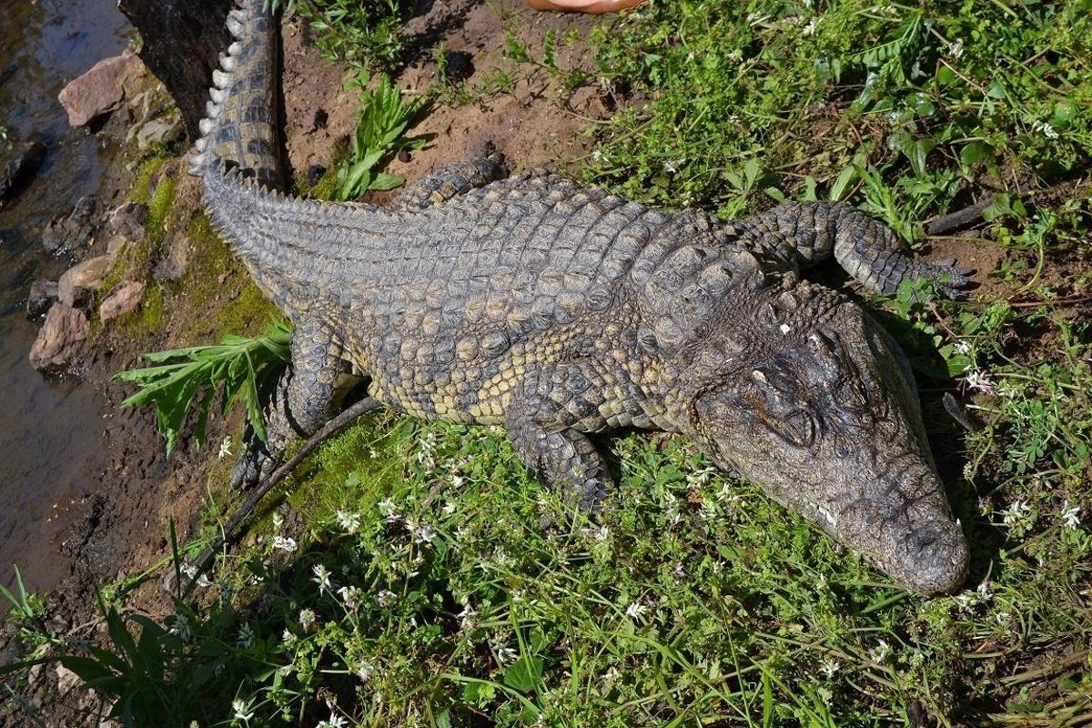 El Ayuntamiento de Mijas quiere disecar el cocodrilo e incorporarlo a su  oferta turística