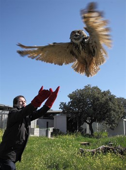 Sarasola suelta un búho
