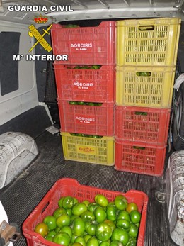 Tomates sustraídos