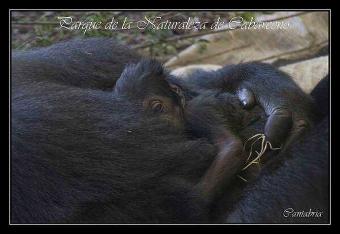 Moja y su cría de gorila