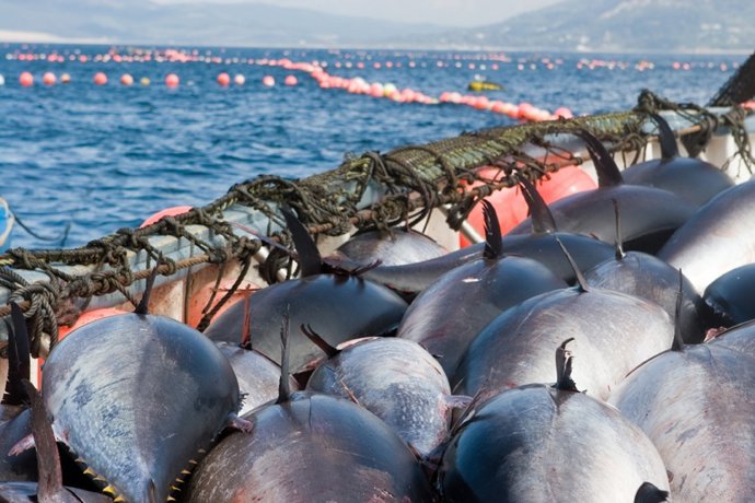 Pesca en las almadrabas gaditanas