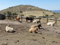 El Gobierno apoyará con 250.000? las actividades de promoción de productos de calidad agrolimentaria y ferias de ganado