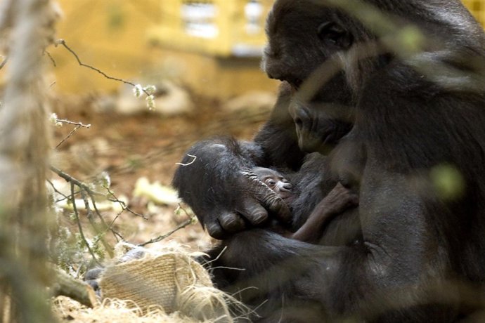 Cría De Gorila En Cabárceno