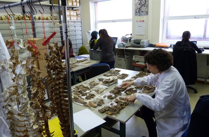Laboratorio de Arqueozoología de la UC