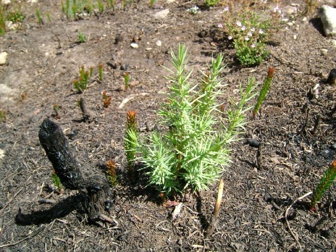 Zonas afectadas por incendios forestales.