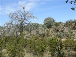 Enfermedad seca de la encina, Extremadura
