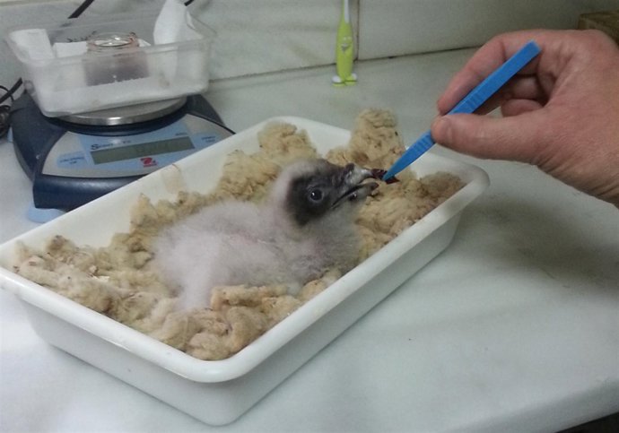 Pollito de quebrantahuesos alumbrado en Cazorla (Jaén)