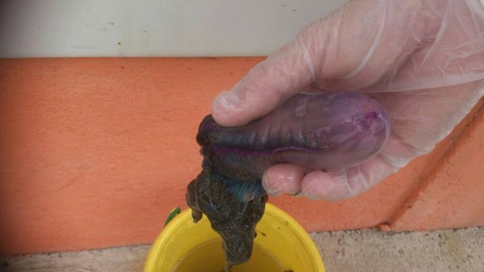 'Carabelas Portuguesas' 