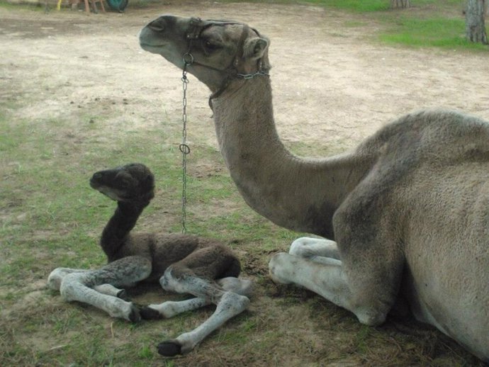 Nuevo dromedario nacido en el Parque Dunar. 