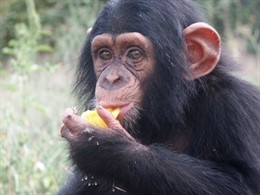 Chimpancé De La Fundació Mona