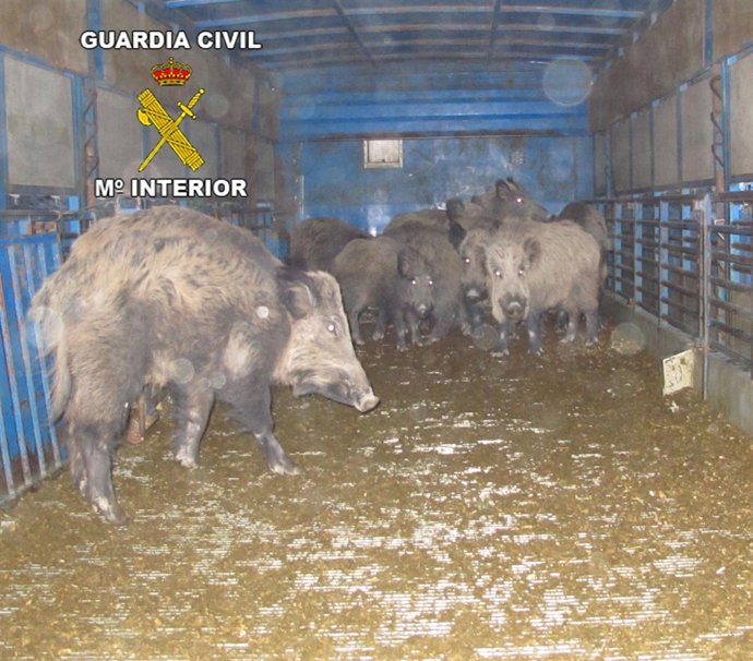 Jabalíes interceptados en Puebla de Don Fadrique