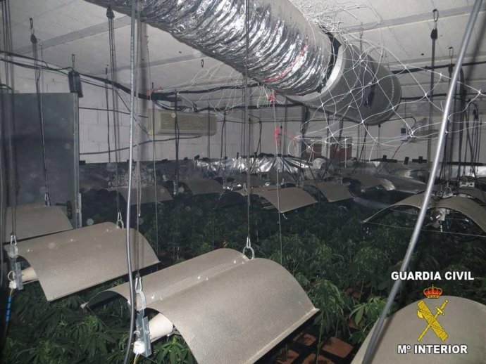 Laboratorio ilegal de marihuana localizado en Ontinyent