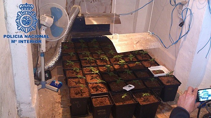 Desmanteladas tres plantaciones de marihuana 